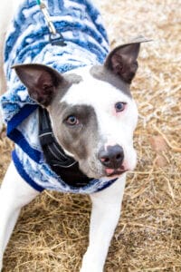 Grey & white coat pitbull wearing a blue flannel sweater in the winter. Short coated dogs tend to have dry skin & noses.