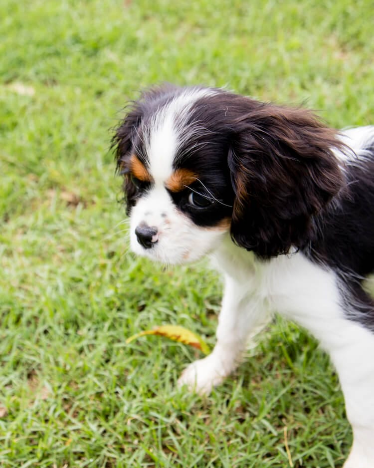 Black, white & brown King Charles Cavalier in grass. Dogs shed sometimes due to itchy skin so try CBD balm for dogs now.