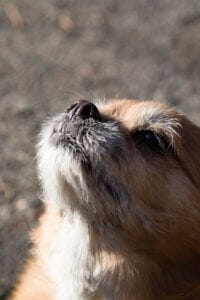 Tan with white chested small breed dog sticking nose in the air. Earth Buddy paw balm for dogs is great for dry noses.
