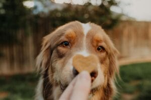 Australian shepherd sniffing Earth Buddy’s best cbd dog treats for pain in pumpkin flavor. Hemp seeds hold nitric oxide.