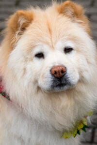 Tan coated Samoyed with a lighter colored nose. As dogs age, using our CBD skin balm for dogs can help moisturize noses.