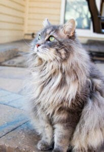 A long haired gray cat sitting outside on a front porch. A cat’s coat is a good indicator of health so try cat CBD oil!