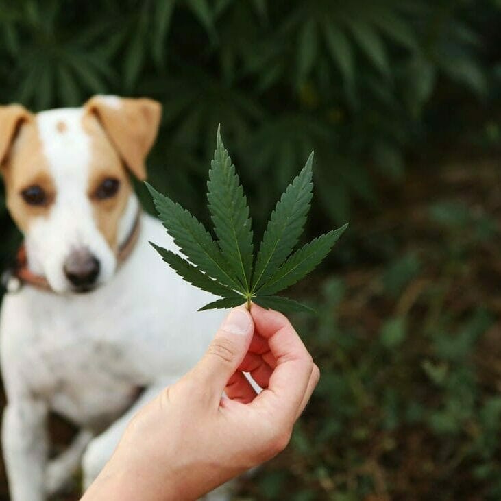 A small dog looking at a hemp leaf. Read this blog for all of the reasons why you should give your pets CBD.