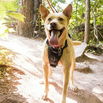 light brown dog with tongue out in a dark harness leash in the rocky mountains. Read more to find out the best antioxidants for dogs.