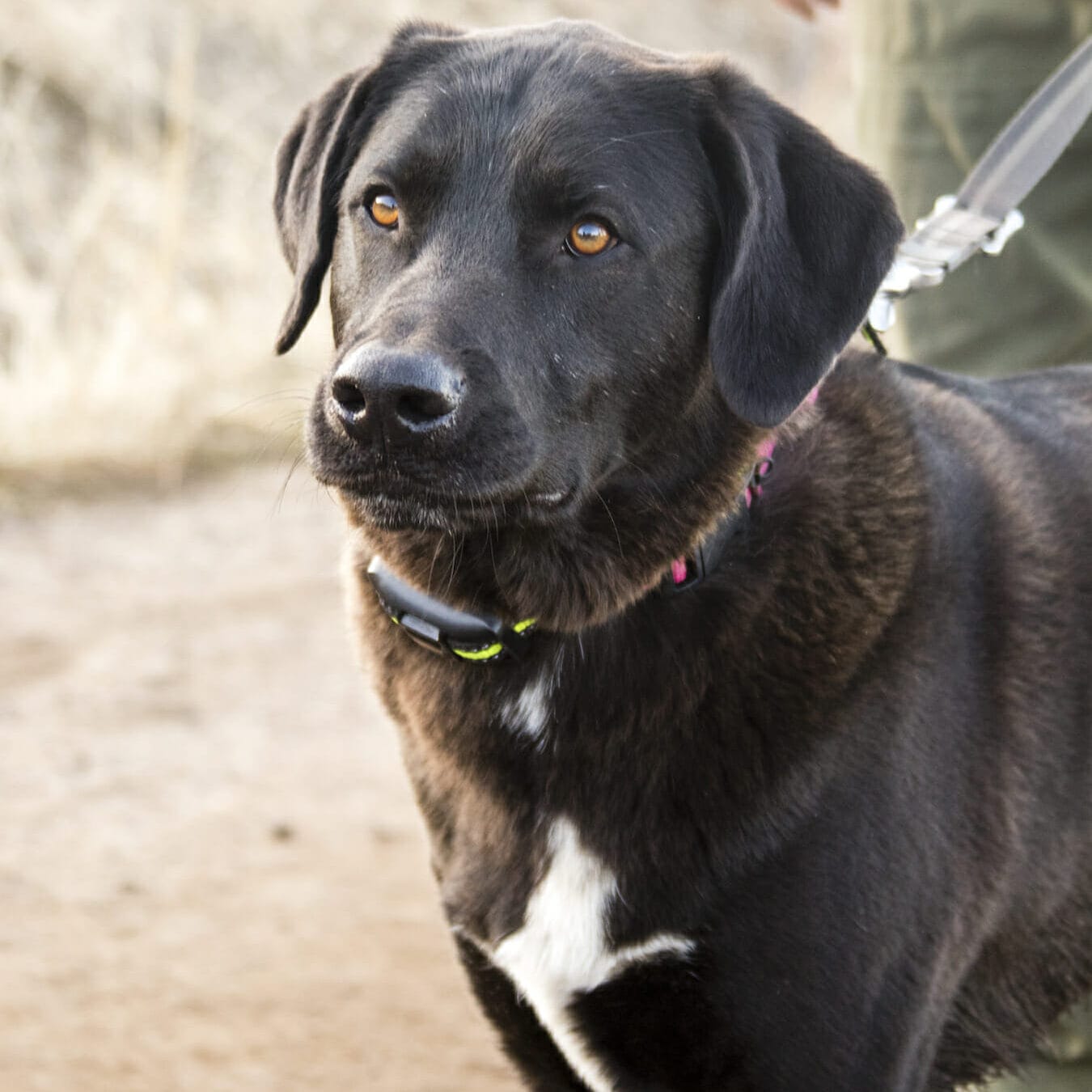 Black labrador with white spot on chest looking anxious on a leash. Read this article to form a relaxation protocol for your dog and read all the cues.