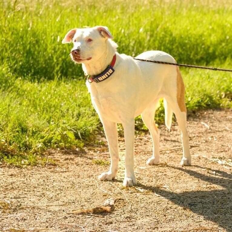 White dog with collar indicating she is blind. B vitamins for dogs and CBD treats are great for keeping dogs anxiety low.