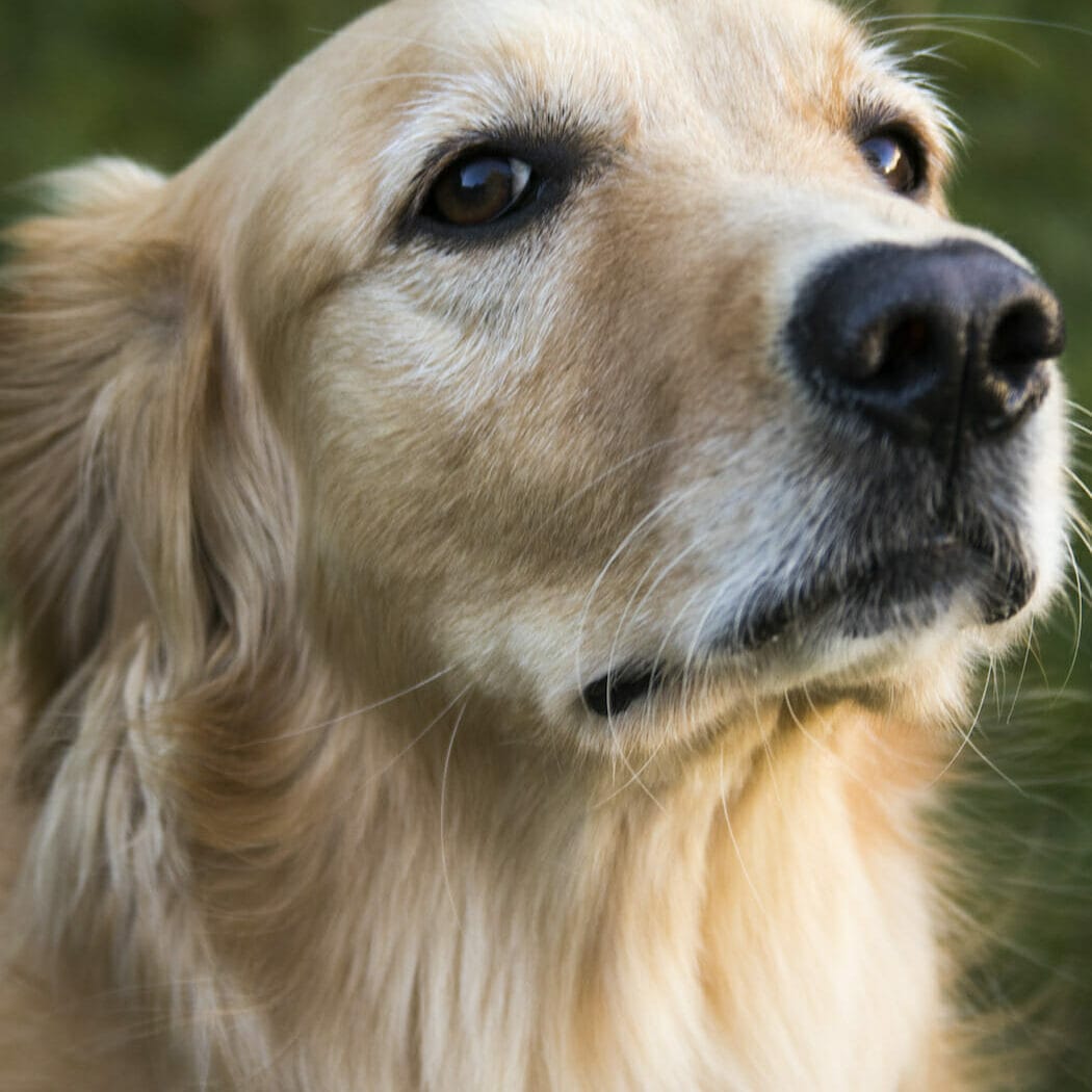 Golden Retriever looking nervous about going to a grooming session. Read this blog to learn more about how CBD for dogs can calm anxiety with grooming.