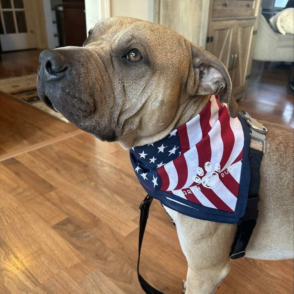 light brown pit bull wearing an American flag bandana with Earth Buddy logo on it. Read this blog to learn more about dog’s symptoms of allergies and how to treat them