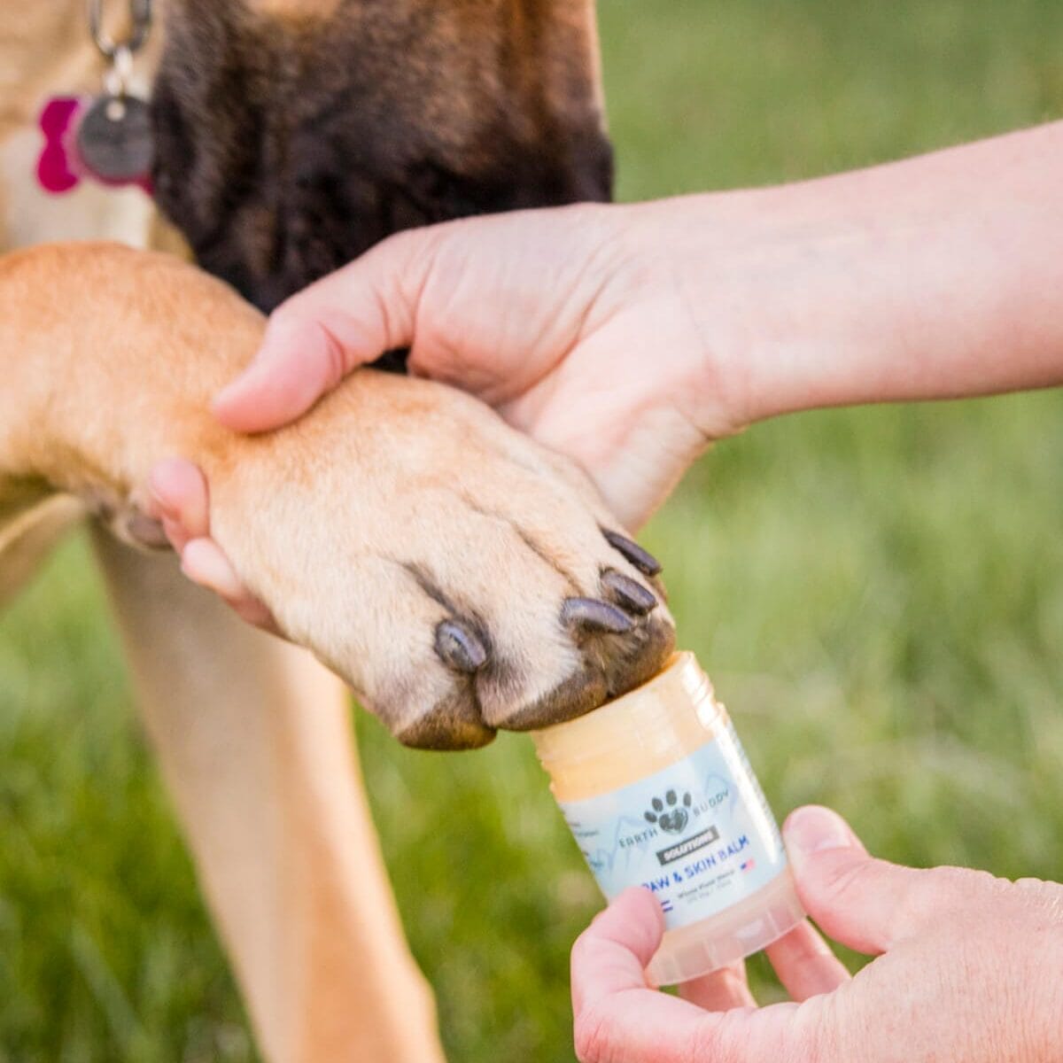 Great Dane having Earth Buddy’s Paw & Skin balm applied to her paws. CBD balms for dogs provides targeted relief from cracked paws or skin irritation.