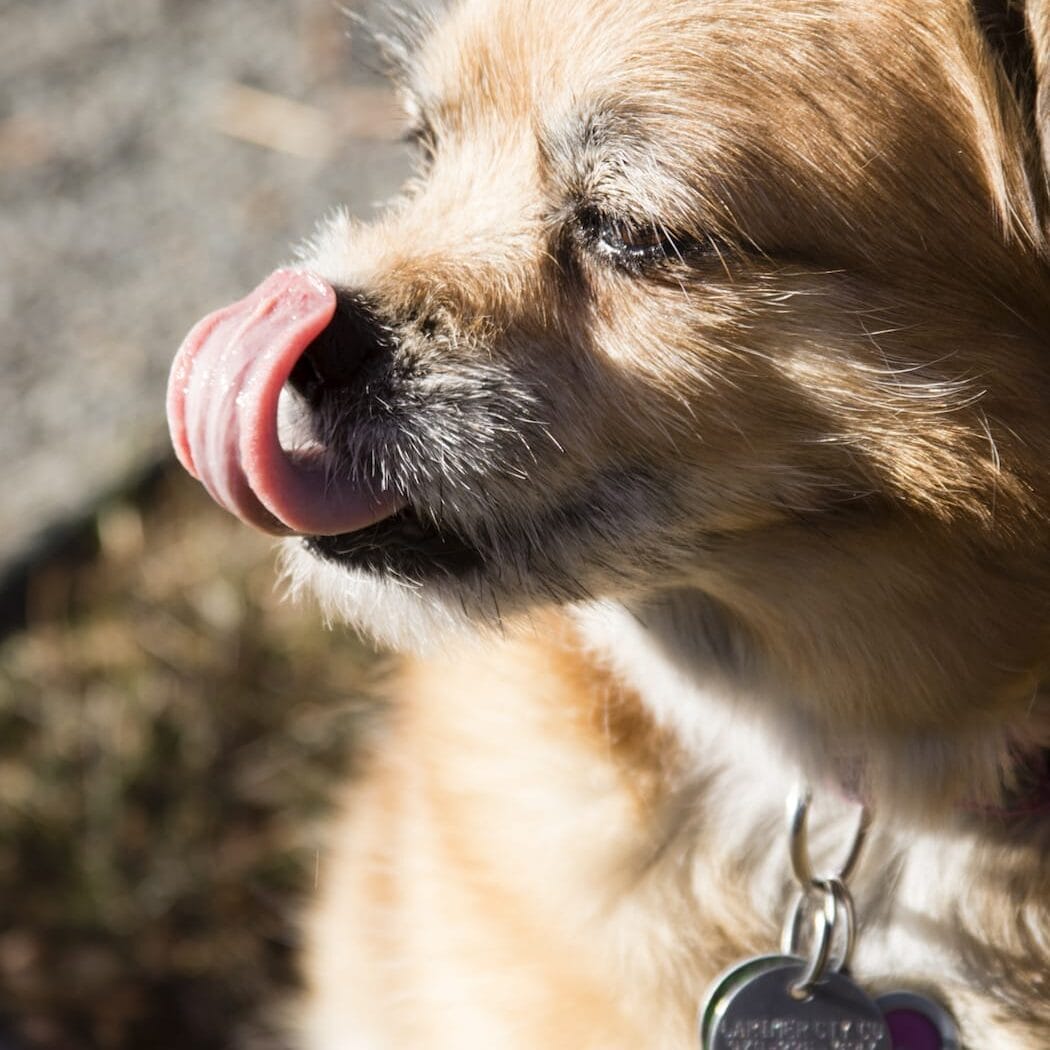 Small, light brown dog licking nose. Dry or warm nose on a dog can mean a lack of hydration in dogs.