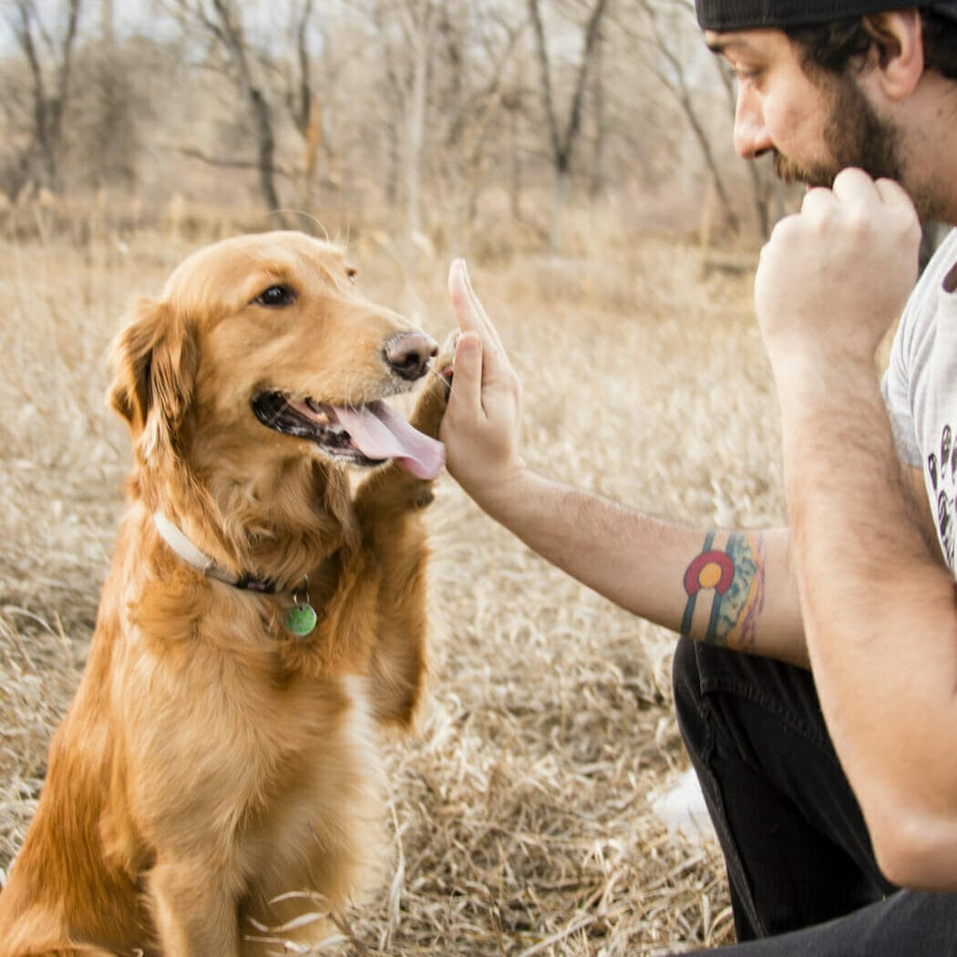 Golden Retriever working on behavior training with the owner for an Earth Buddy CBD dog treat.