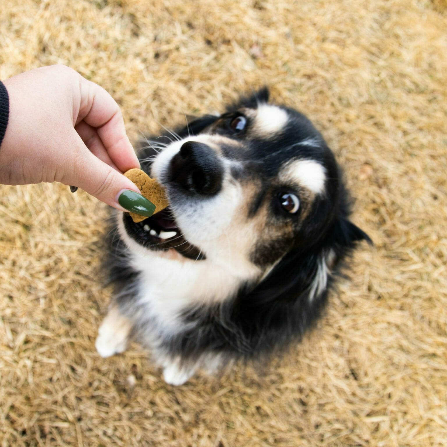 Australian shepard dog biting into an Earth Buddy cbd treats for dogs anxiety. Read this blog to learn about the best gifts for pet holidays.