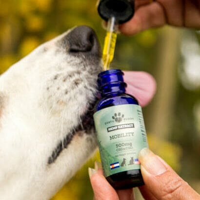 white dog licking dropper of earth buddy mobility cbda for dogs in a blue bottle with green label to help with healthy skin and coat.
