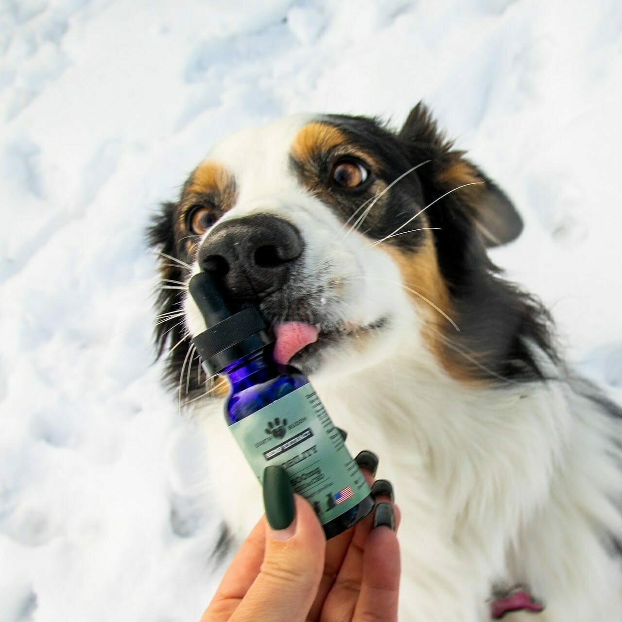 When does cbd oil start working for dogs? A dog licking a bottle of Earth Buddy Mobility with CBDa.