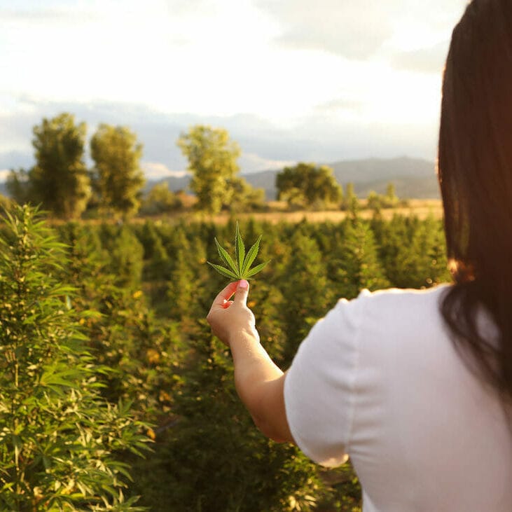 Woman holding a hemp leaf on Earth Buddy organic hemp farm in Colorado. Read this article to learn more about the potential benefits of CBDv for dogs
