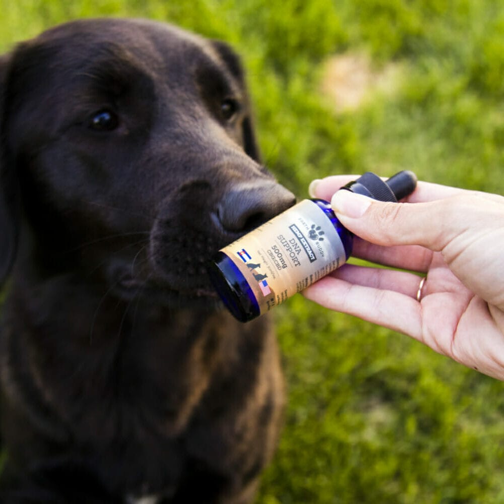 Chocolate Lab sniffing Earth Buddy’s Cellular Support with CBG for dogs. CBG is a natural supplement to support dogs with cancer.