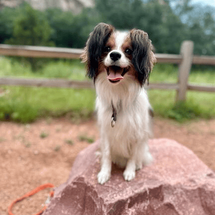 White and brown pekingese sitting on a rock in Garden of Gods Park. Read this article to learn what causes dandruff in dogs.