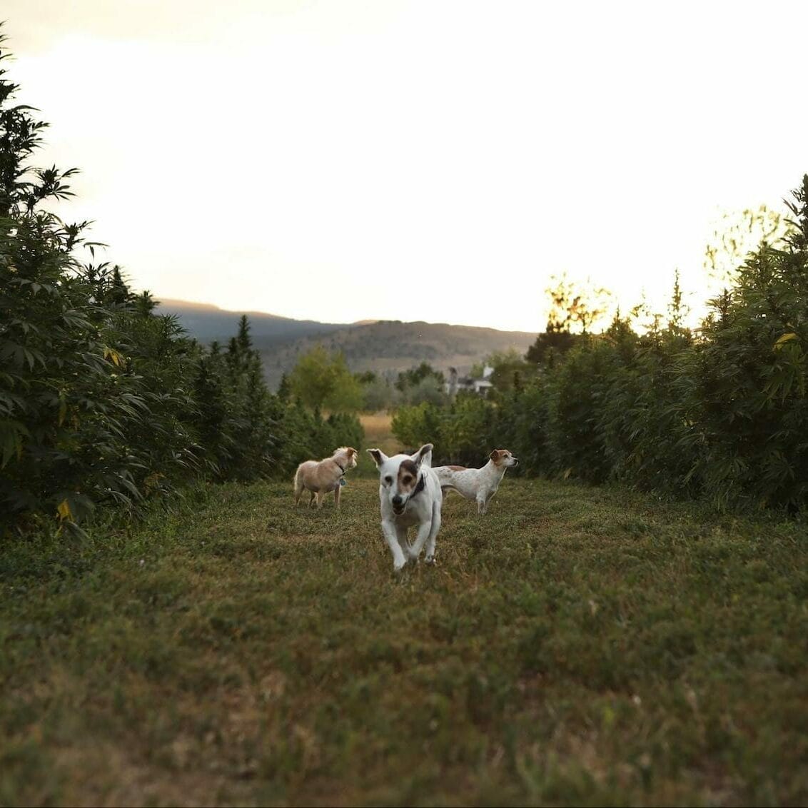 3 small, white dogs running around on Earth Buddy’s organic hemp farm. Organic CBD can help dogs itchy skin