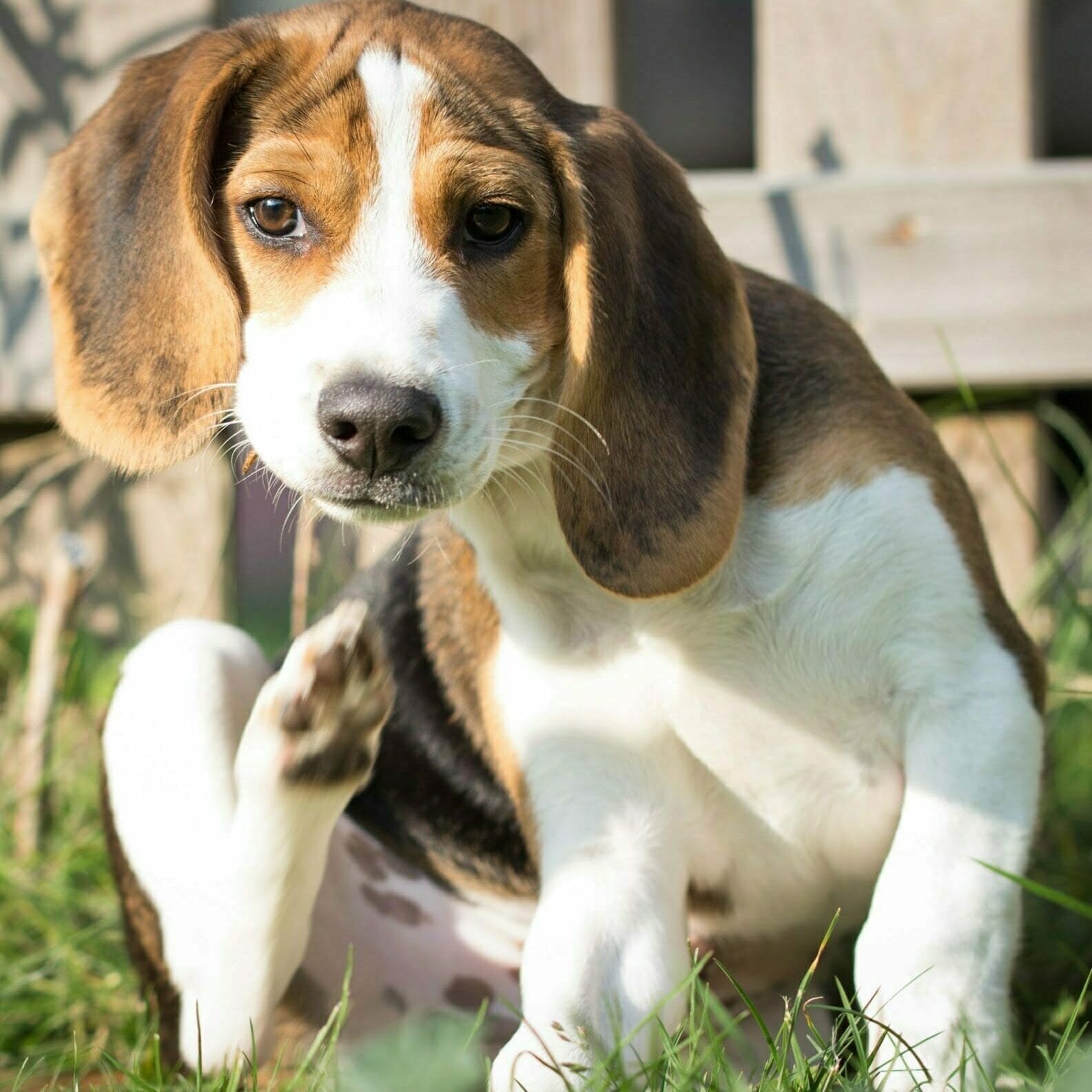 A Beagle puppy scratching behind their ear. CBD dog allergy supplements may help with scratching. Allergy supplements for dogs are available by Earth Buddy.