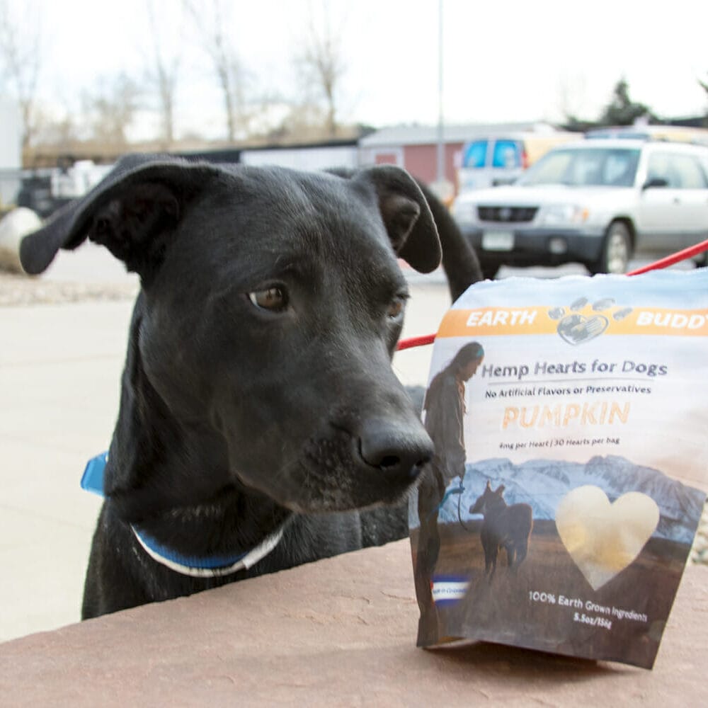 Black dog sniffing Earth Buddy Pumpkin CBD treats for dogs in a parking lot with cars. CBD treats can be given in preparation for car rides with your dog to help with dog anxiety.