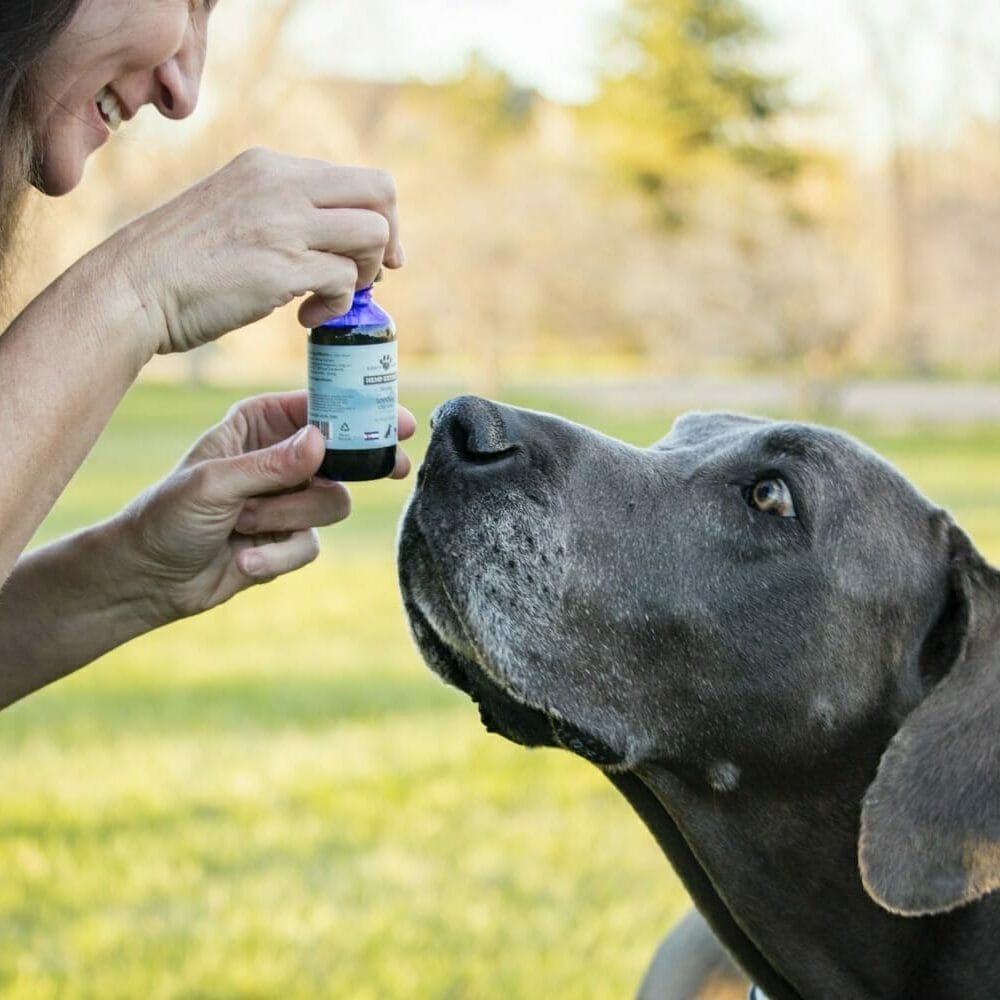 A Great Dane smelling a CBD tincture tested in Earth Buddy’s CBD for pets studies. If you want dog supplements for allergies, try CBD oil from Earth Buddy.