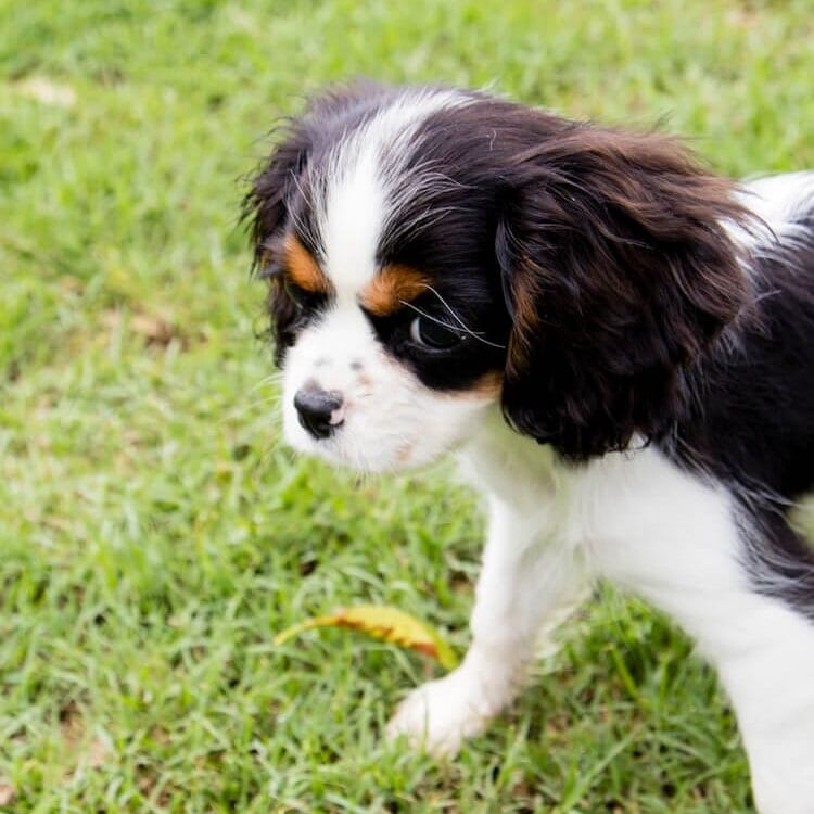 Black, white & brown King Charles Cavalier in grass. Dogs shed sometimes due to itchy skin so try CBD balm for dogs now.