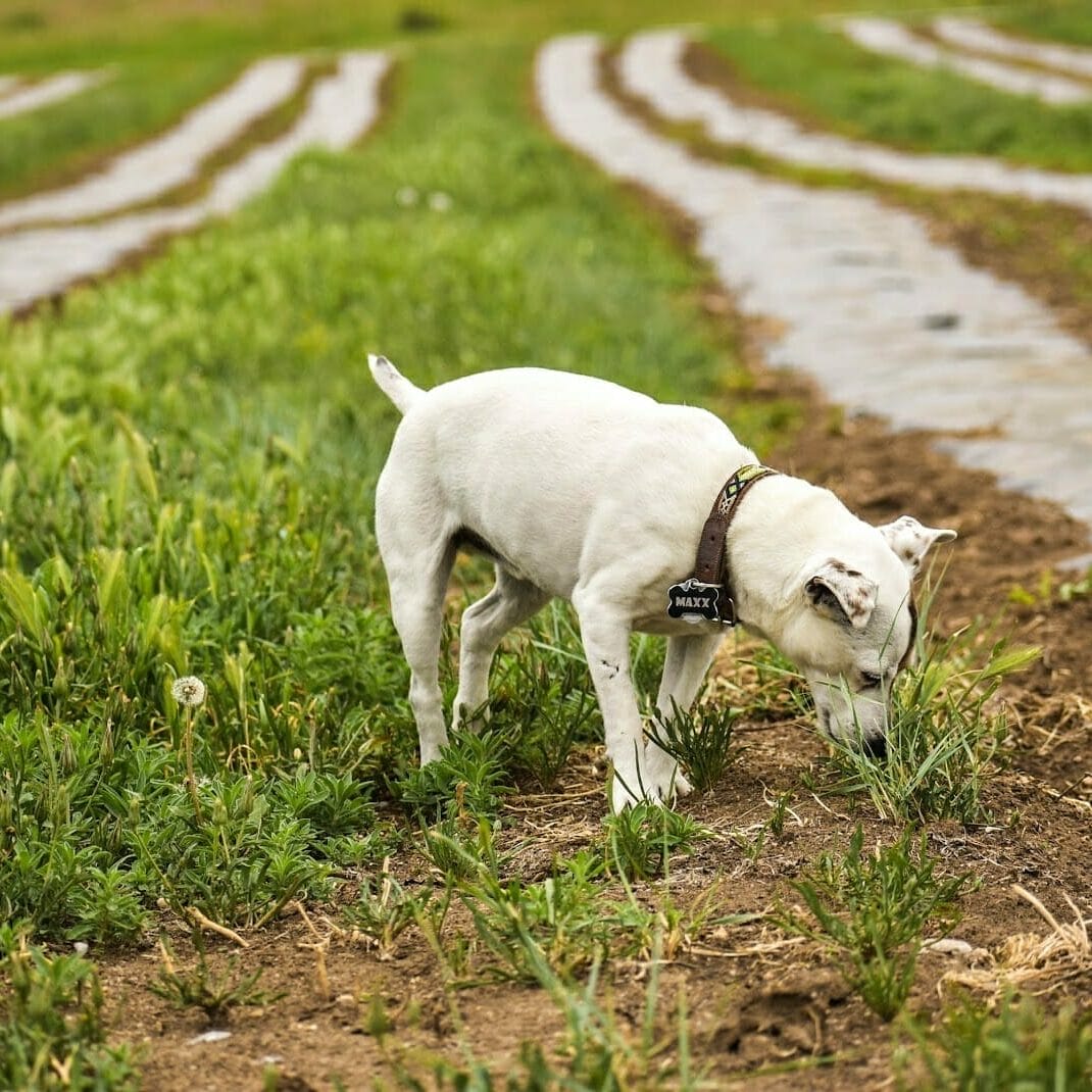 white jack russell sniffing grass on earth buddy hemp farm. Read more to learn about how to help dogs with itchy skin.