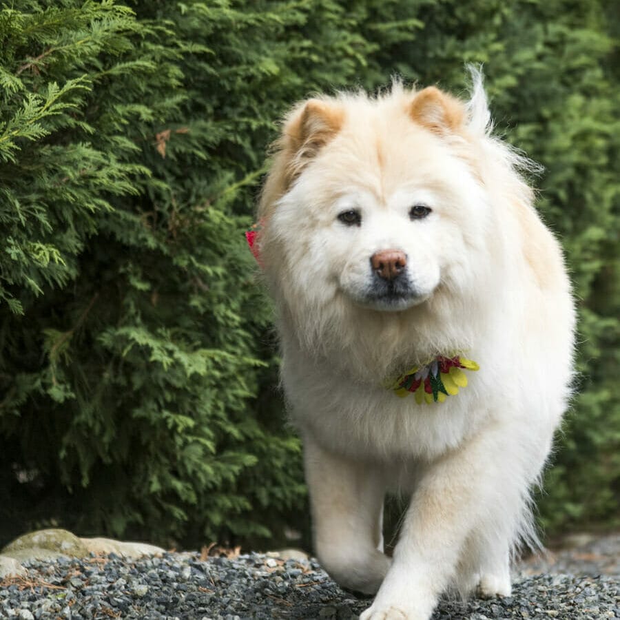 Tan coated Chow Chow breed of dog walking in grass. Read this article to learn the benefits of colostrum for a dog's digestive system.