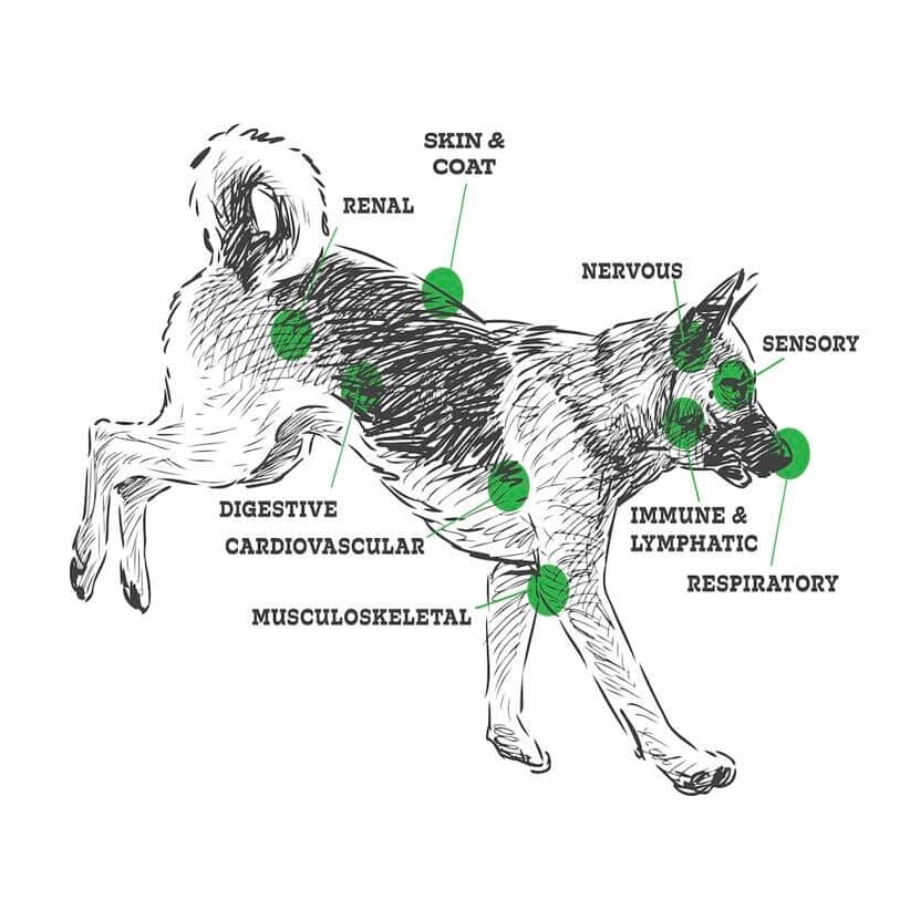 Graphic showing different body systems the endocannabinoid system and cannabis for dogs acts on when using CBD for dogs.
