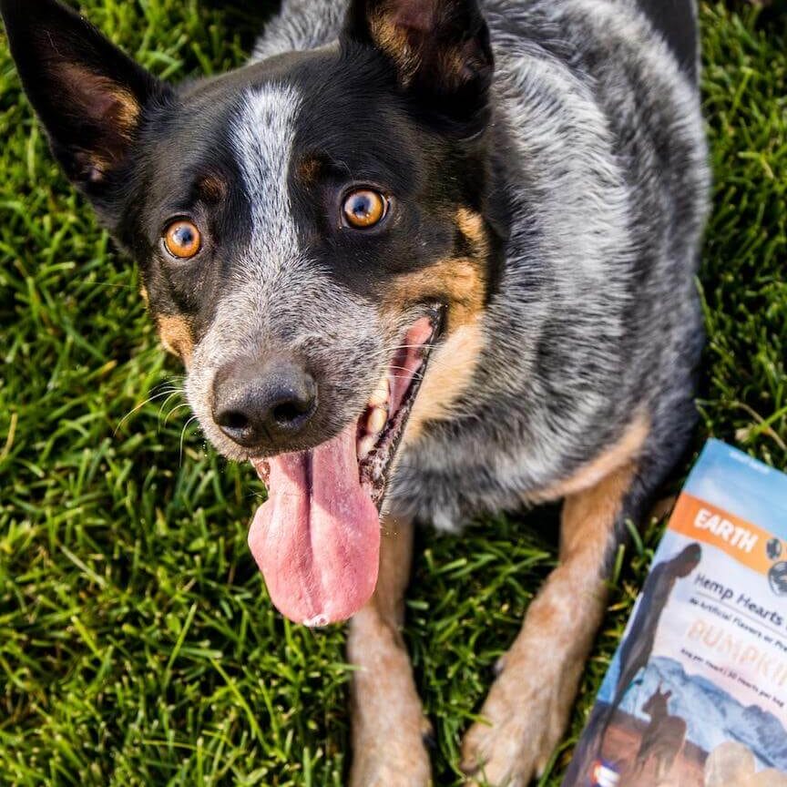 Australian Shepherd laying in grass with a bag of Earth Buddy’s Pumpkin CBD dog treats to support calm dogs & digestion.