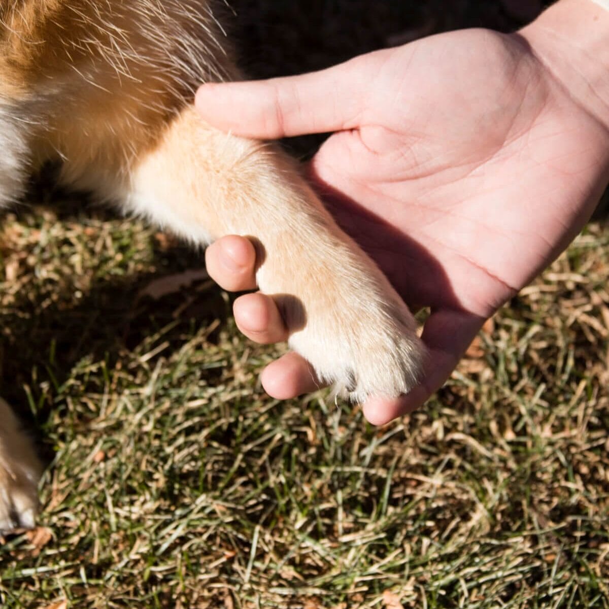 Light brown dog paw being held by owner. Read this article to learn more about your dog may be showing signs of a fungal infection if their paws smell like fritos.