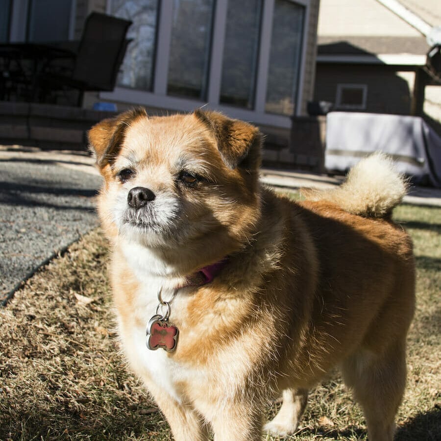 Small, tan dog standing outside in sun. Read this article to learn why grain dog food is not always the best choice.