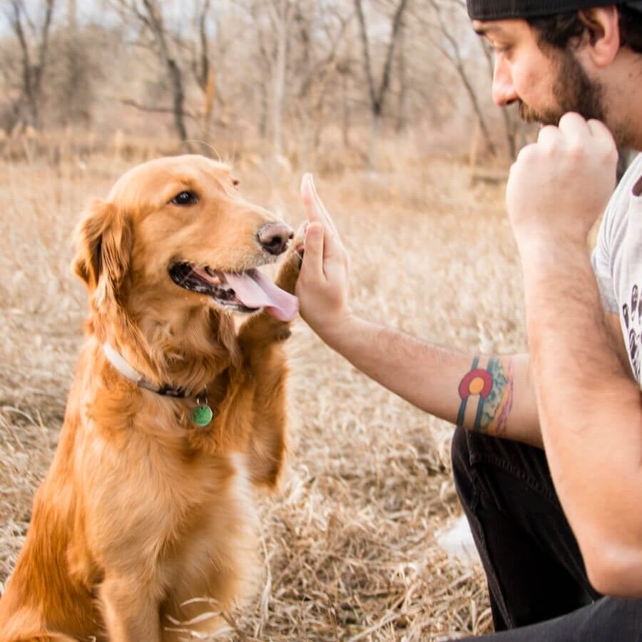 Happy Golden Retriever high-fiving owner in a neutral position. Earth Buddy makes the best CBD for dog anxiety & stress.