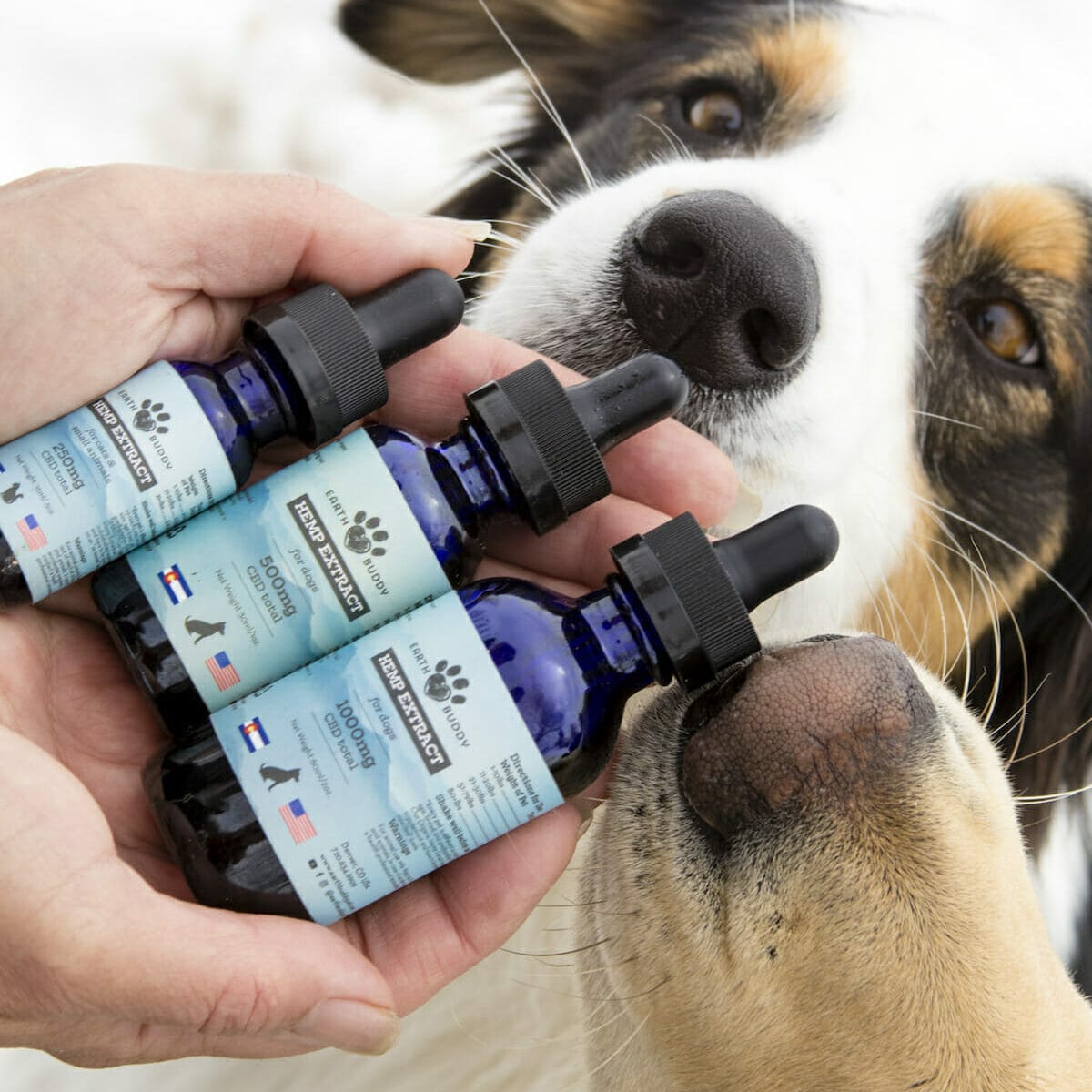 Border Collie with white, brown, and black fur smelling Earth Buddy’s different CBD oil for dogs. Read this blog to learn more about how CBD and CBDa can relieve joint pain in dogs.