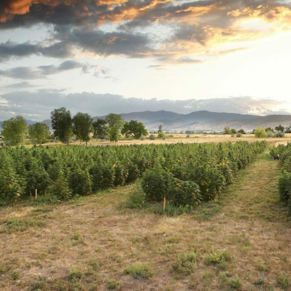 Organic hemp farm in Longmont, Colorado where Earth Buddy grows high-cbg and cbd hemp. Read this article to learn more about cbd and cbd together.