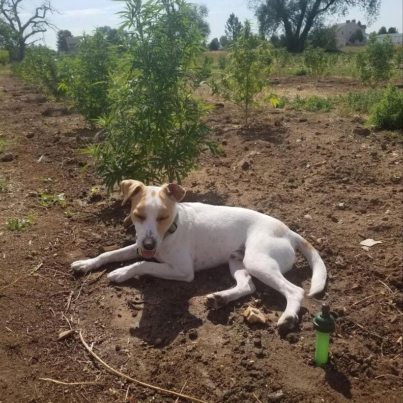 White jack russell laying down next to a hemp plant in colorado on Earth Buddy’s organic hemp farm. CBD oil for dogs engages their endocannabinoid system.