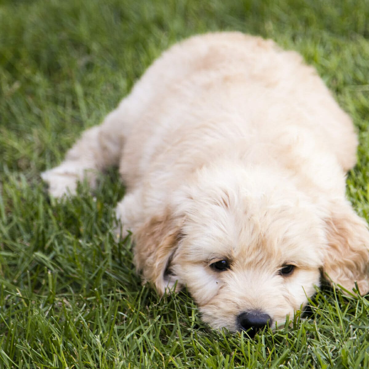 small tan coated dog laying down in grass. Read this blog to learn more about how many hours a day do dogs sleep.