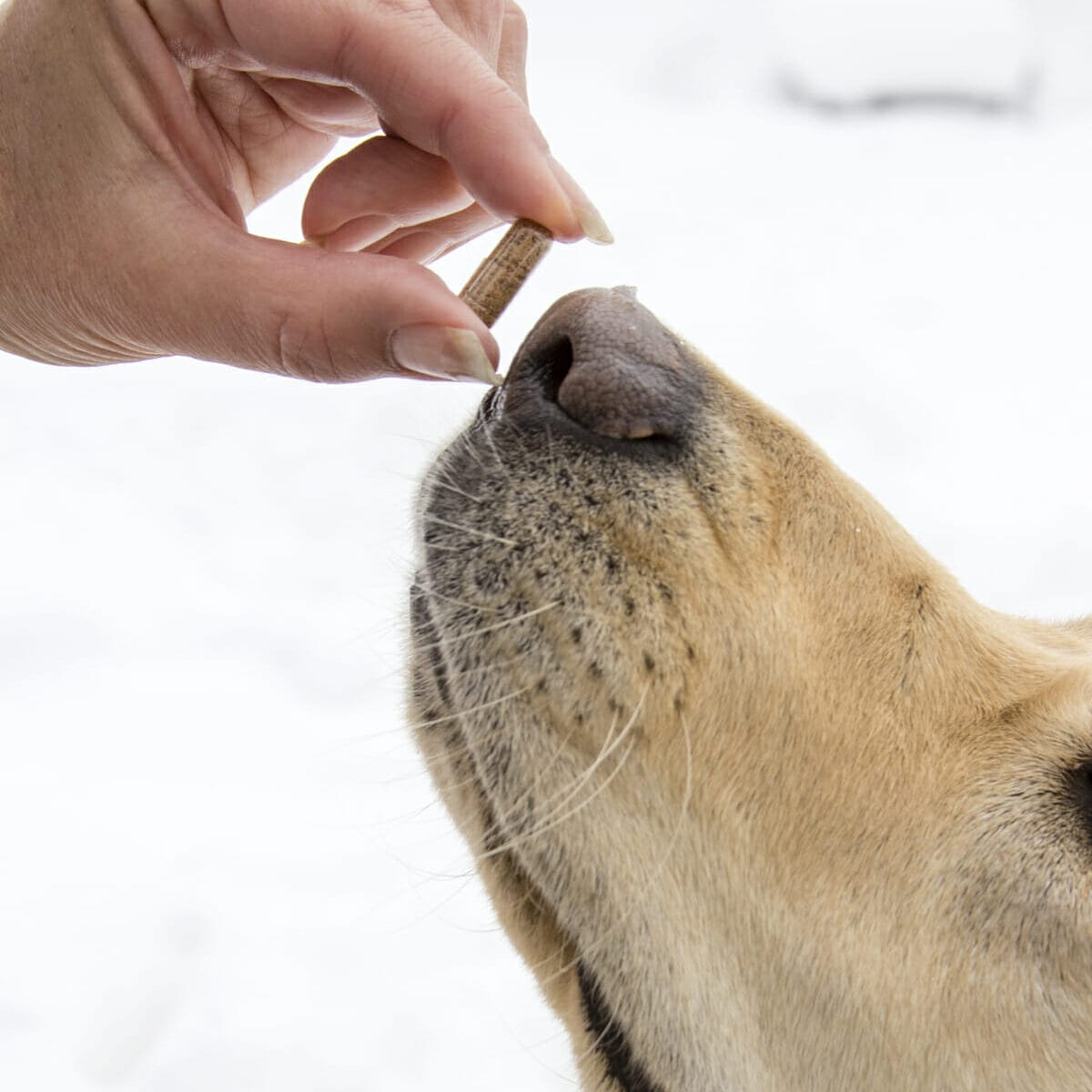 Read how to give a capsule to a dog. Hand giving yellow lab Earth Buddy Focus+Immune capsule.