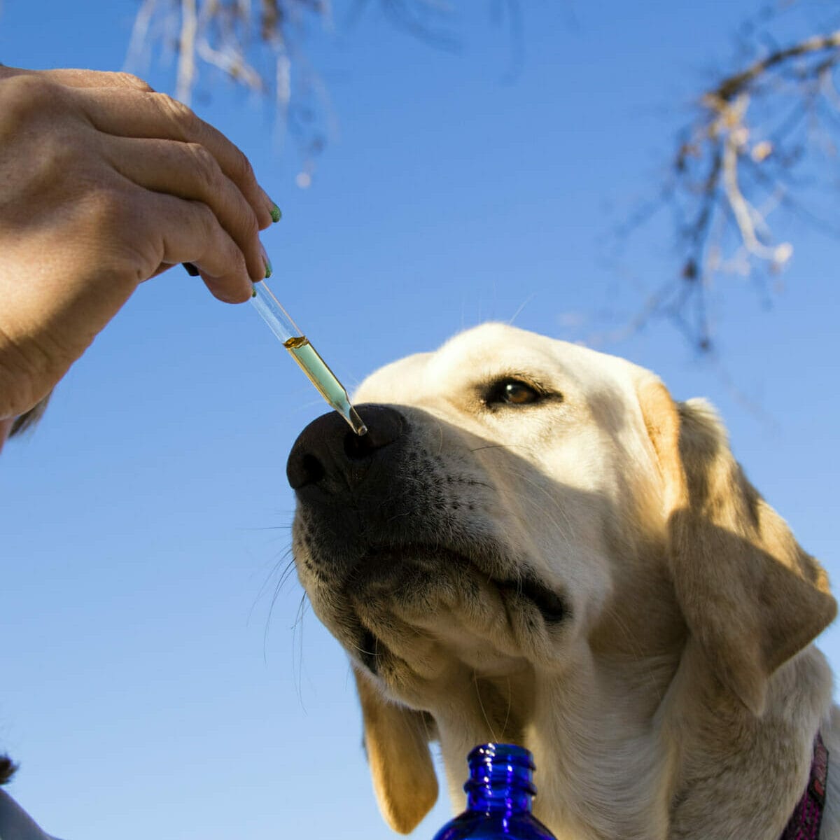 A yellow lab smelling a CBD tincture for pets. Calm CBD effects can happen in dogs and cats.
