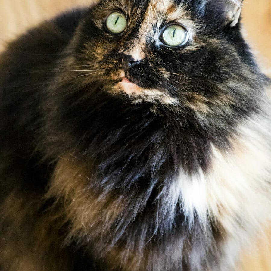 Long haired black cat with brown and white spots looking up with green eyes. Read this article to learn more about the benefits of mct oil for cats.