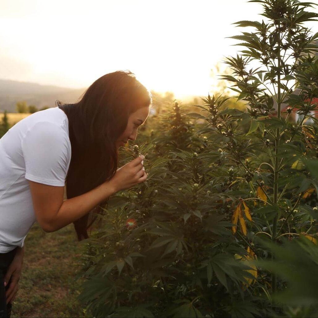Woman smelling organic hemp on Earth Buddy’s farm in Colorado. Learn more about the medicinal benefits of CBD for dogs.