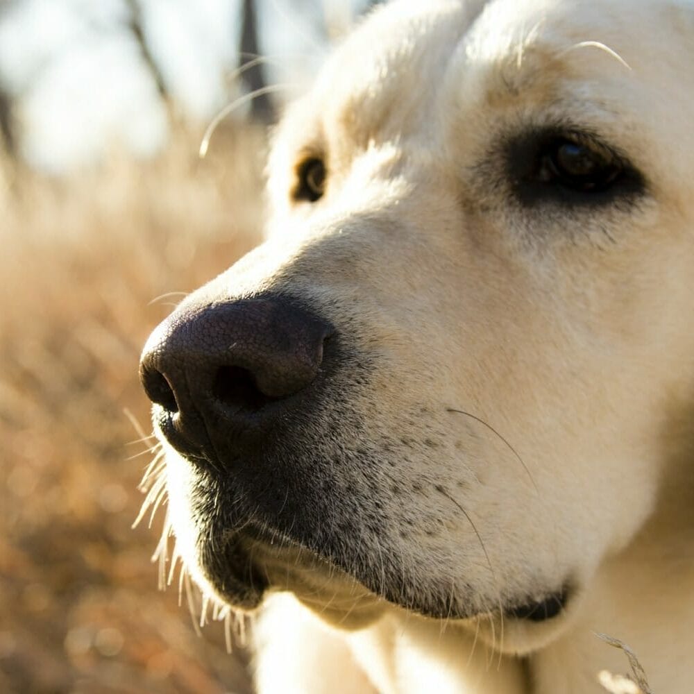 image of yellow Labrador face close up in a field on a sunny day. Read more to learn how mycelium and mushrooms for dogs and cats can improve their health.