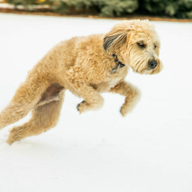 A dog running in snow after taking a supplement made with functional mushrooms for pet allergies.