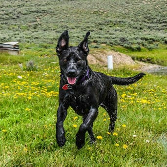 black dog with shiny coat running through green grass. Explore the powerful health benefits of omega-3 fatty acids for dogs in this article.