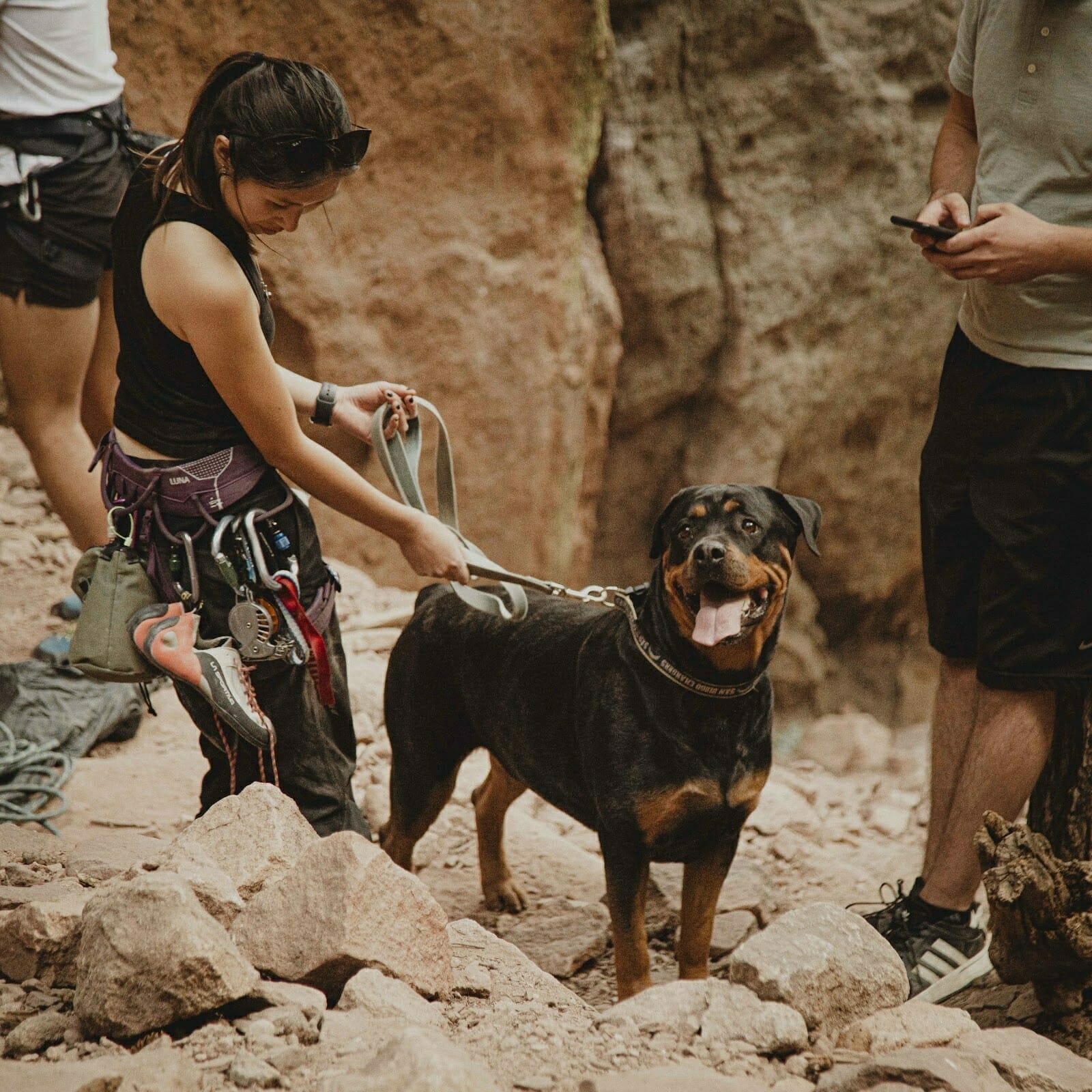 image of black with brown spotted rottweiler in the red rocks while climbing with the female owner with brown hair wearing climbing gear.