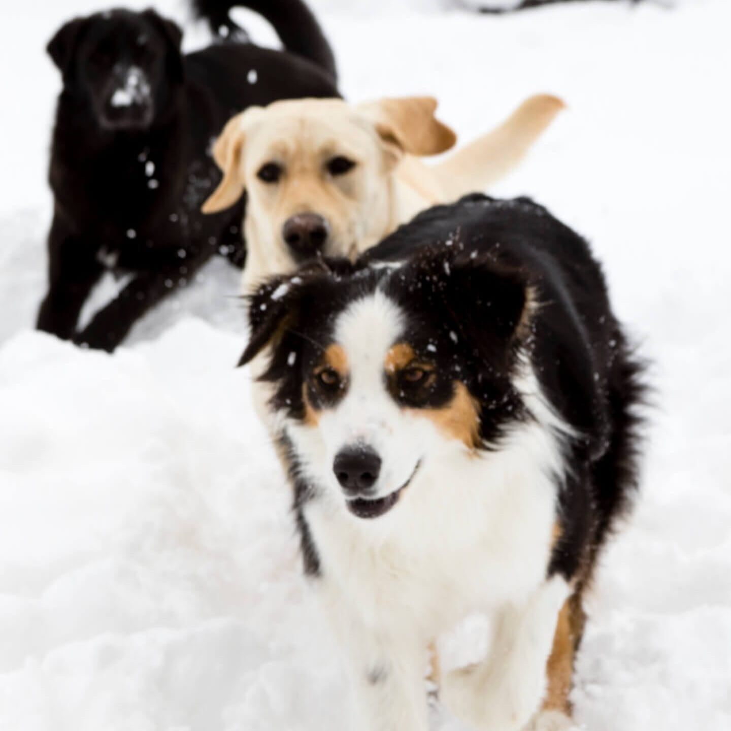 Border Collie, Yellow Labrador, and Black Labrador Retriever playing in the snow. Large breed dogs require high quality protein to maintain lean muscle mass.