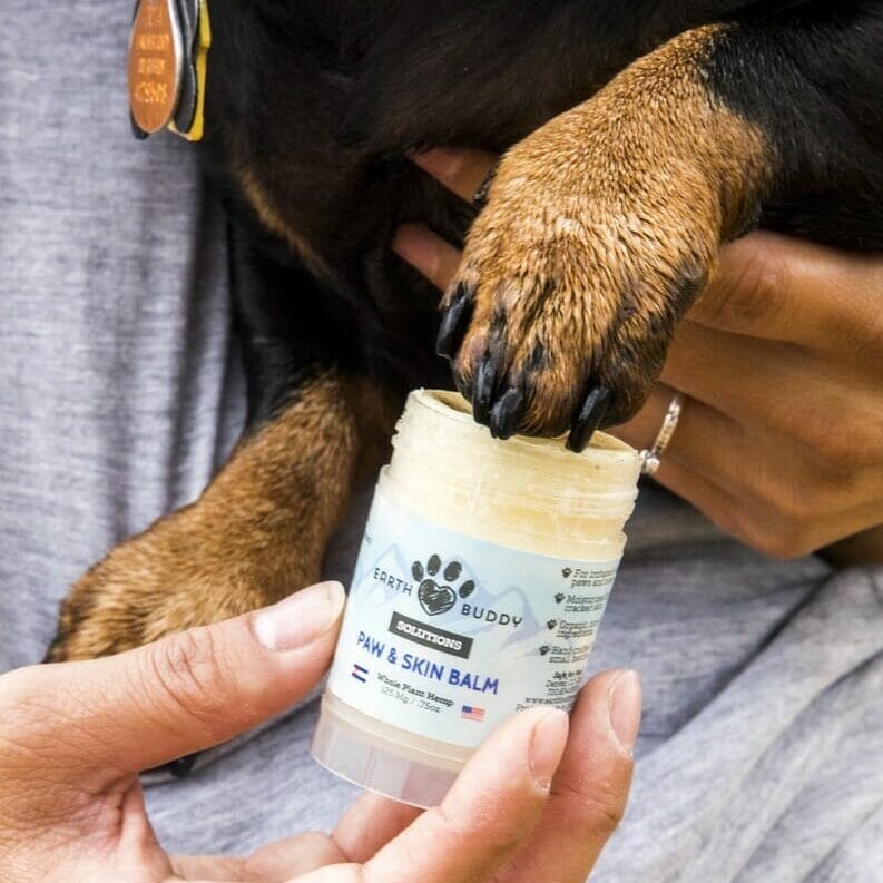 small black and brown dog being held by owner while they apply earth buddy paw & skin balm for dry and cracked paws.