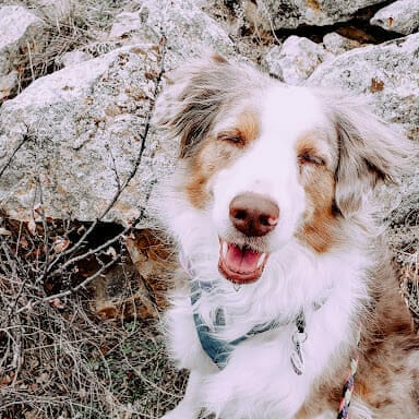 image of white dog with grey and black spots smiling on a snowy rocky mountain hike. Read this blog to learn about road trips with dogs.