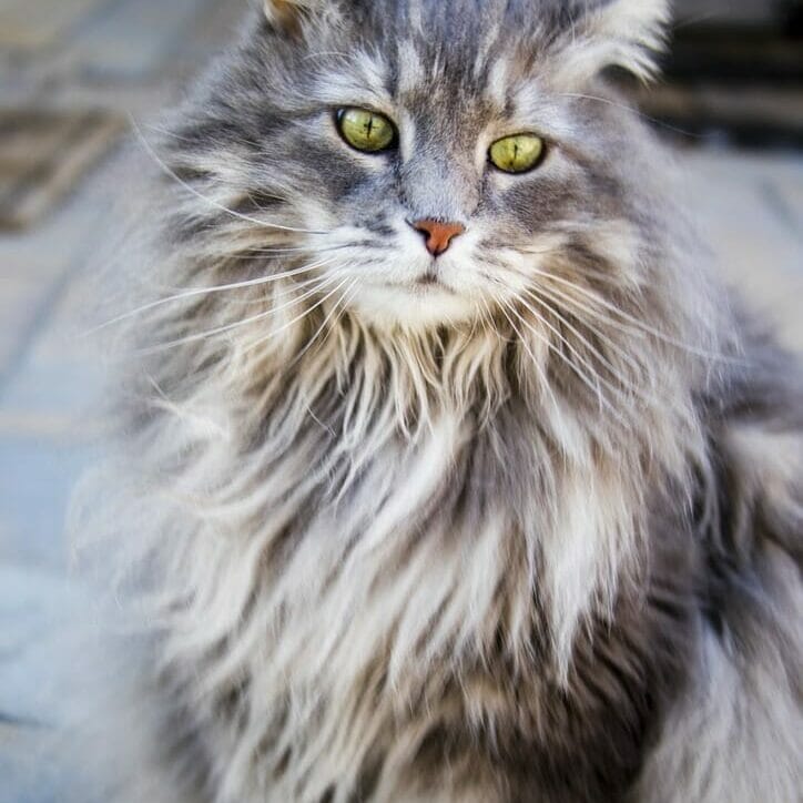 Grey coated cat with green eyes. Read this article to learn about how dental disease may be a sign your cat is aging.