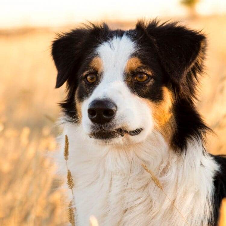 Black with white & brown spotted Australian shepherd in a field. Learn about the best whole food supplements for dogs.